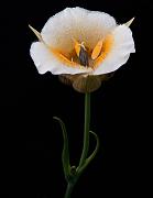 Calochortus subalpinus, Cascade Mariposa Lily